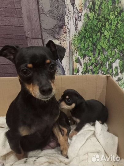 Той-терьер девочка