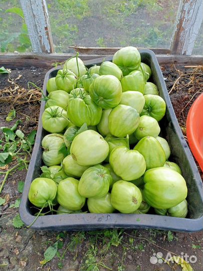 Помидоры домашние