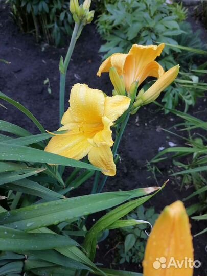 Лилейник, лилия, хоста