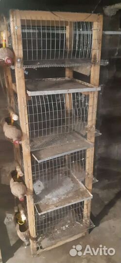 Клетки для перепелов