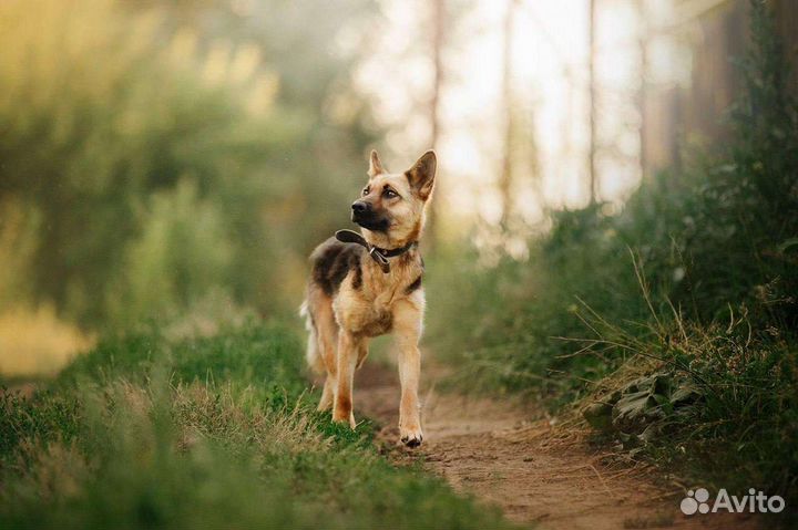 Собака в добрые руки помесь Овчарки