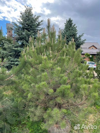 Чернозем,Навоз Коровий,Перегной лежалый,до 30т