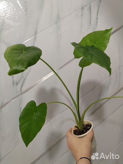 Алоказия макрориза