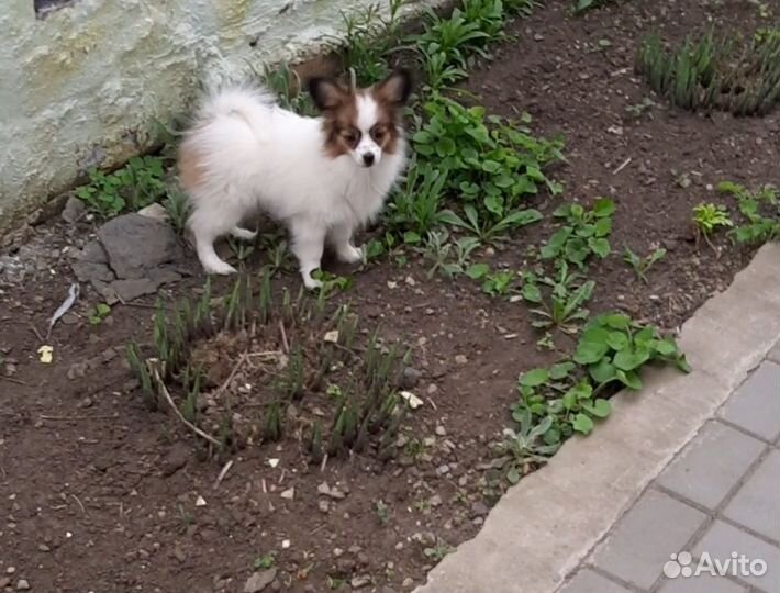Щенки Папийона