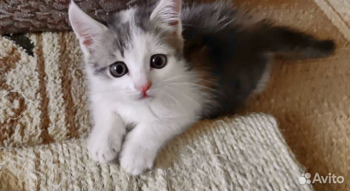 Славная малышка ищет дом