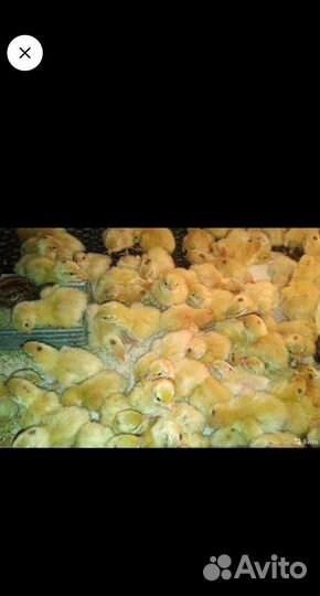 Перепелята