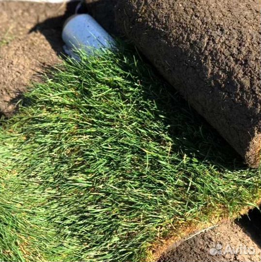 Газон. Рулонный газон