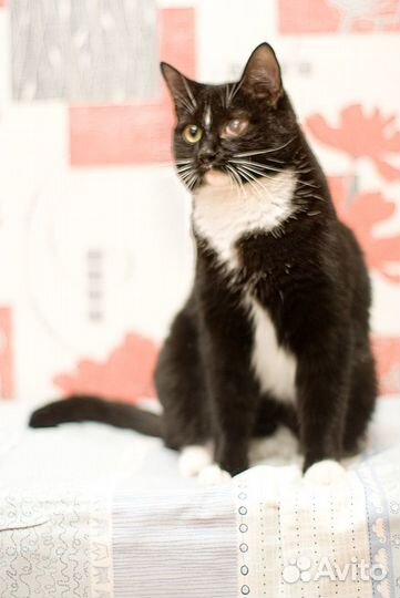 Знакомьтесь, Дизель)