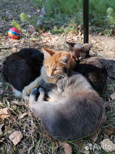 Котики в добрые руки