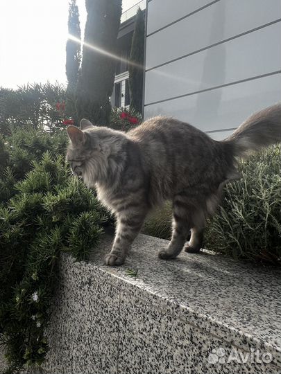 Кошечка в добрые руки