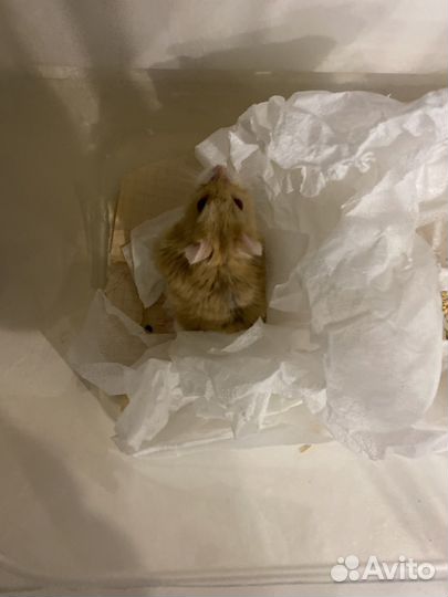 Хомячки бесплатно