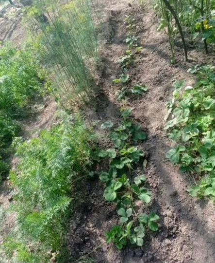 Дача 40 м² на участке 4,8 сот.