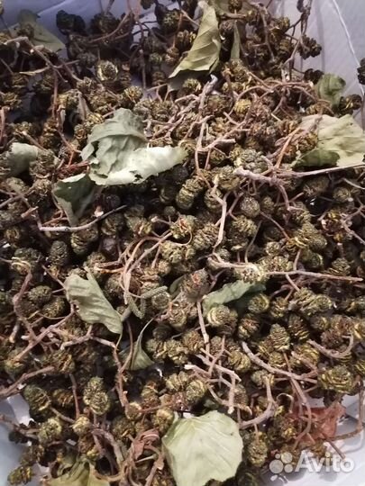 Шишки ольхи