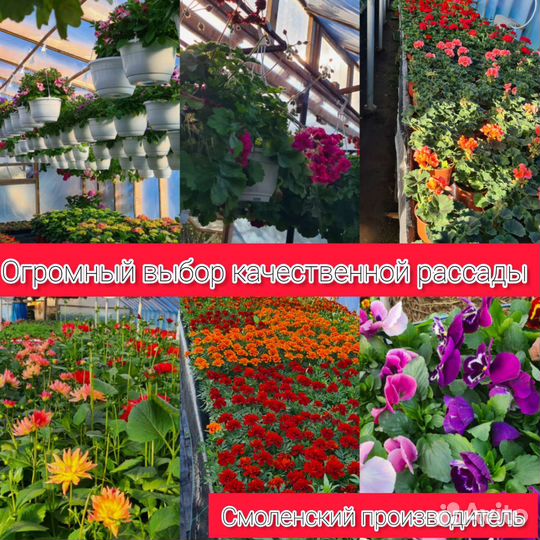 Рассада цветов и овощей. Готовые кашпо