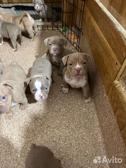 Собаки щенки американского булли
