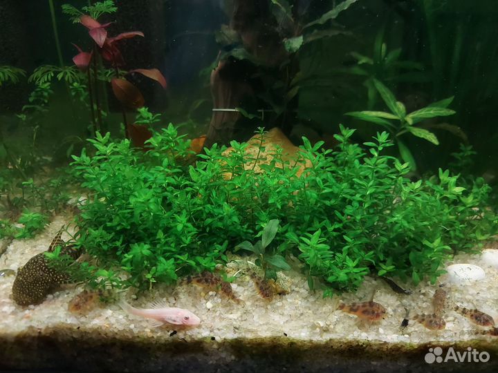 Коридорас крапчатый