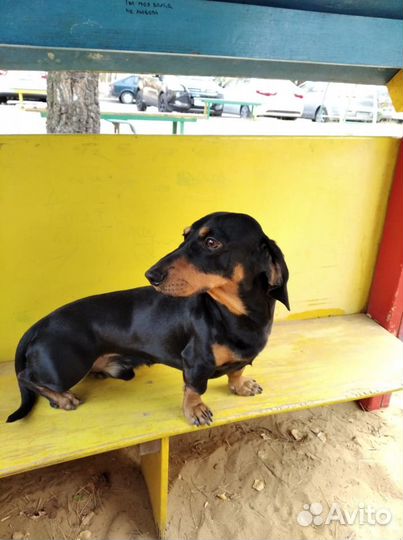 Вязка такса (мальчик)