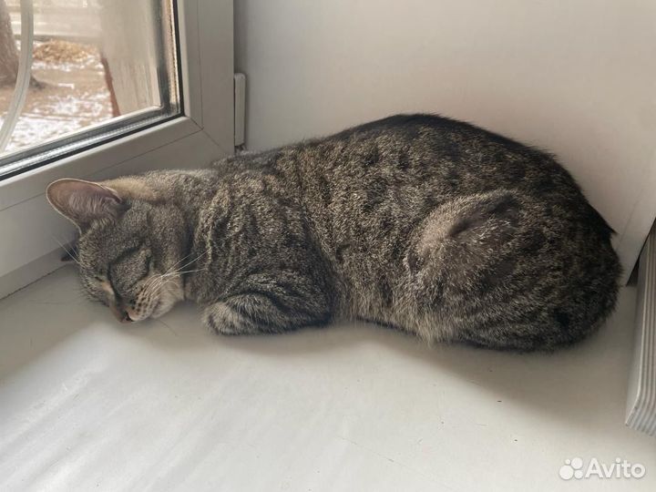 Отдам кота в добрые руки