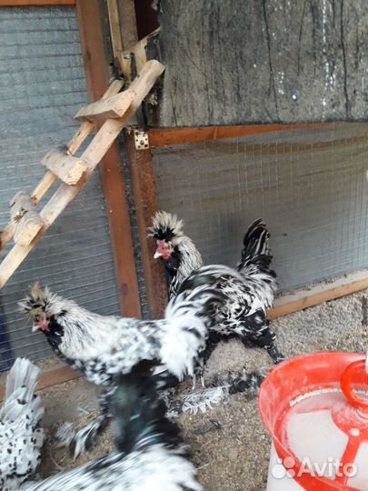 Петухи Павловское серебро