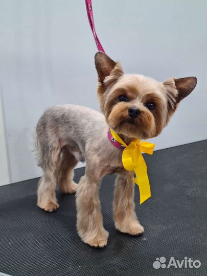 Грумер стрижка собак