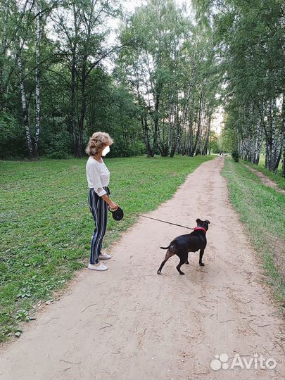 Возьму на передержку кошек и собак мелких пород, п