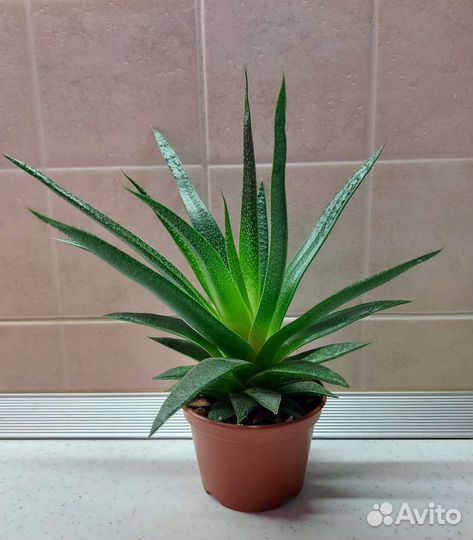 Хавортии, гастерии, гастералоэ и другие