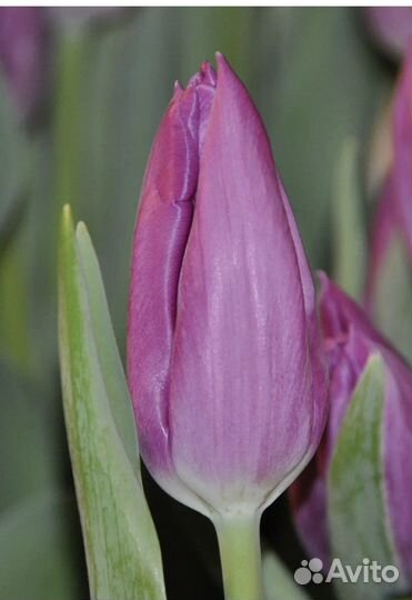 Луковицы тюльпанов