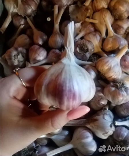 Продам чеснок
