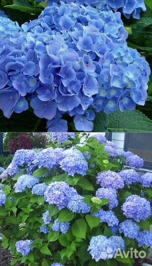 Пион, туя, гортензия на штамбе