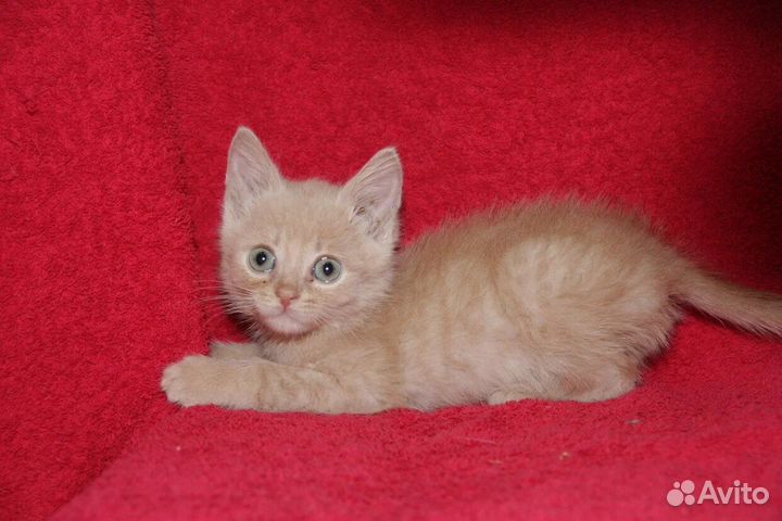 Рыжее Солнышко ищет дом