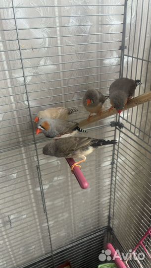 Птицы амадины