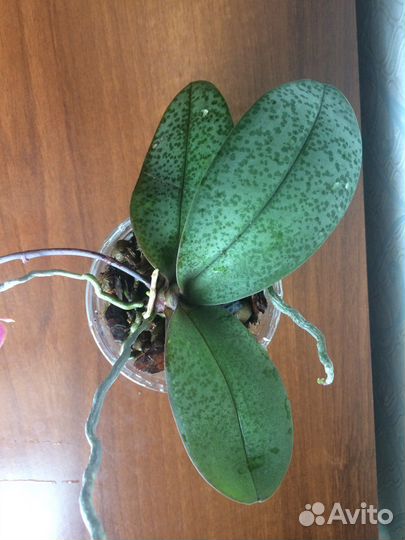 Орхидея фаленопсис