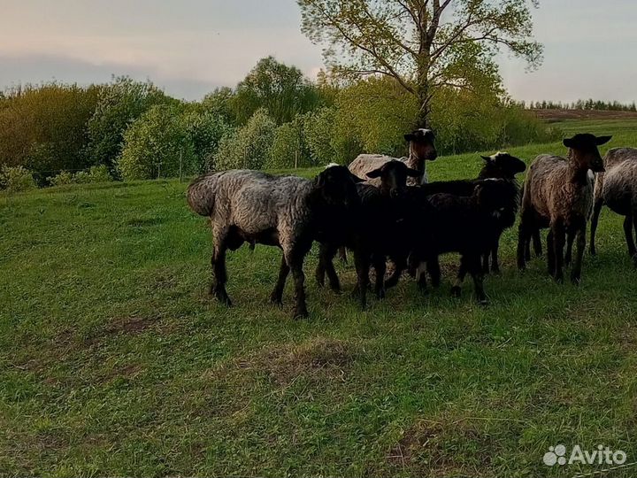 Овцы бараны