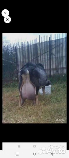 Коза дойная