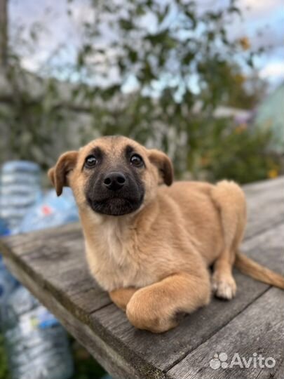 Девочка ищет дом