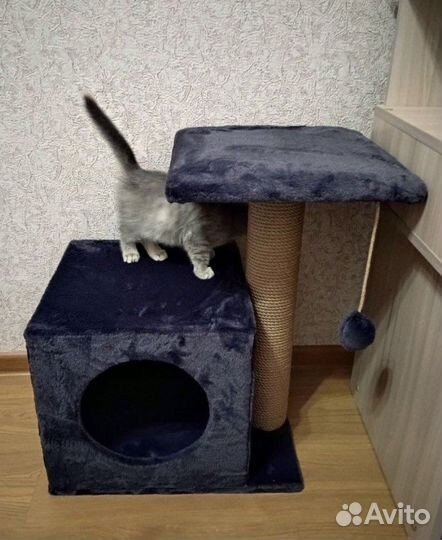 Домики, когтеточки для средних кошек, высота 0,6 м