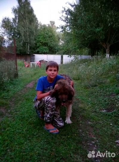 Гостиница для собак