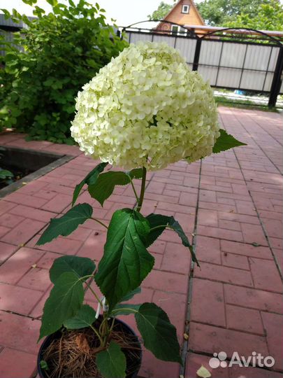 Гортензия древовидная Анабель