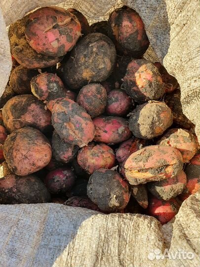 Картофель на корм для животных