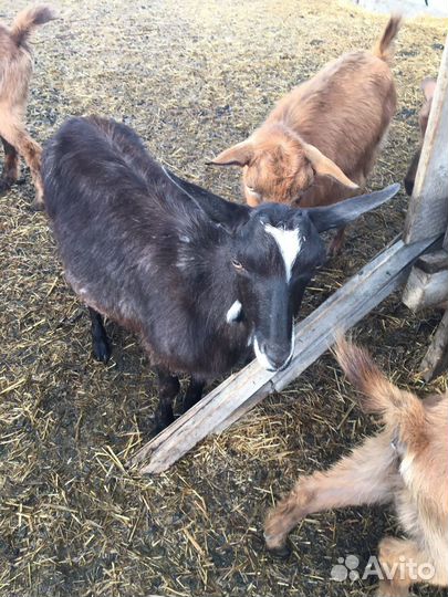 Коза дойная