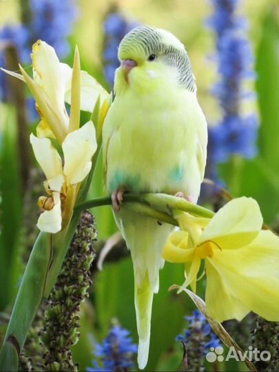 Разные попугаи оптом
