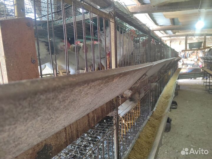 Петухи / петушки, доминант, птица, куры