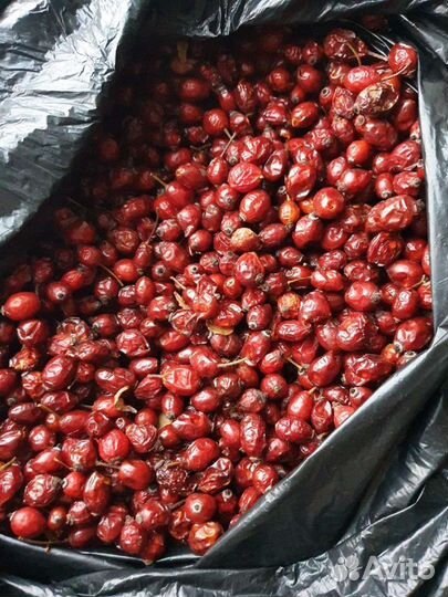 Шиповник сушеный