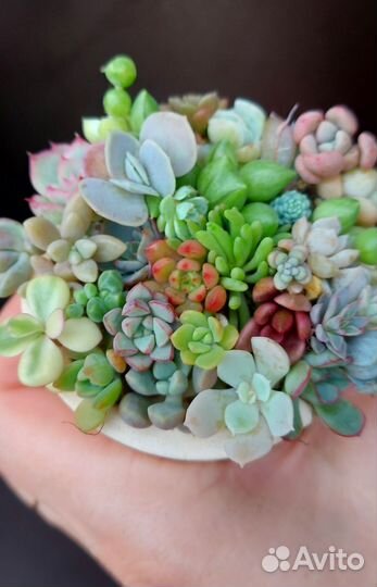 Суккуленты набор
