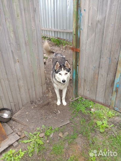 Лайка с хаски