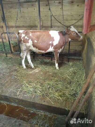 Телочка айширская