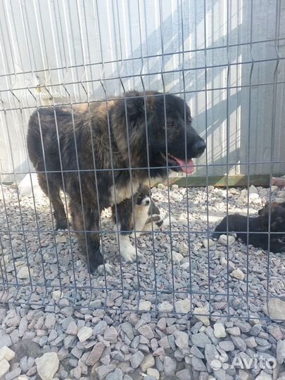 Щенки кавказской овчарки