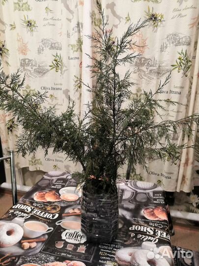 Саженцы можжевельника