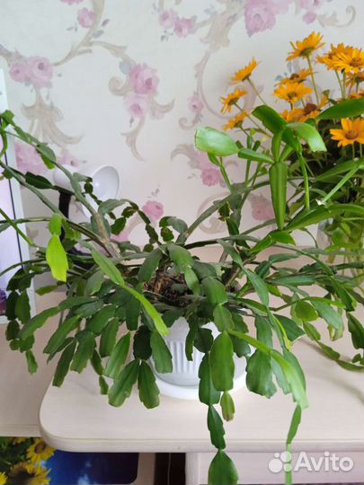 Комнатные цветы фиалки