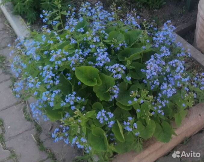 Цветы для дачи